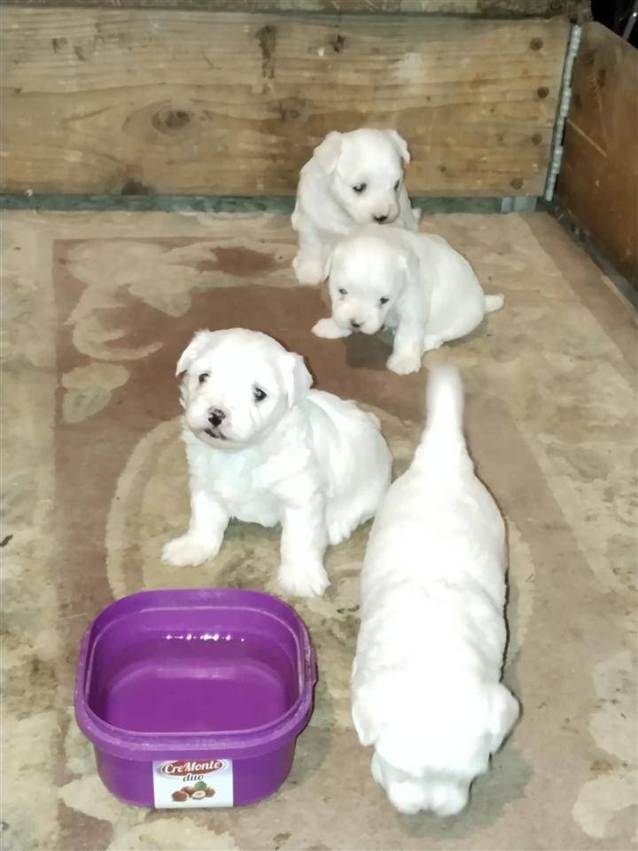 Maltezer-Mini