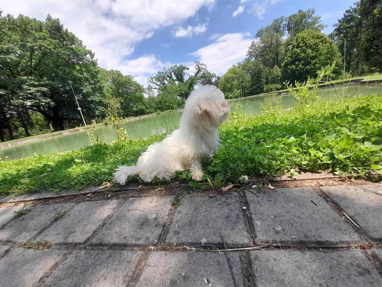 Bichon-frese