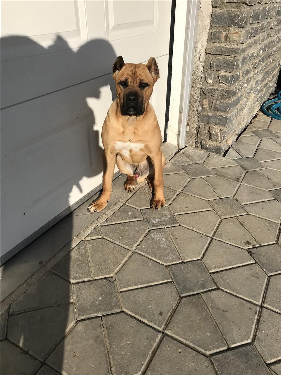 Cane-croso