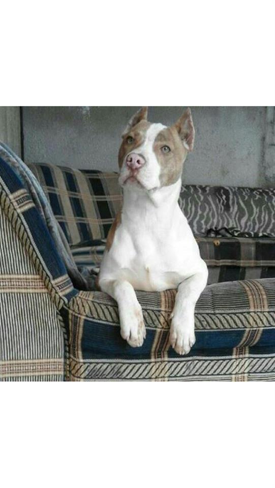 Pitbull-