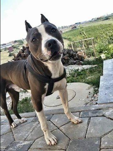 Pitbull