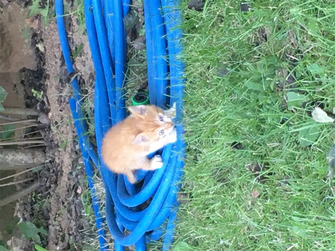 Shiten-Macat