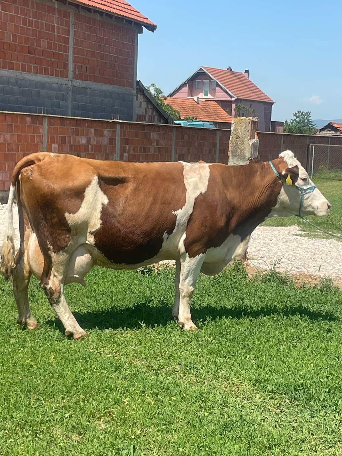 Lop-shyte