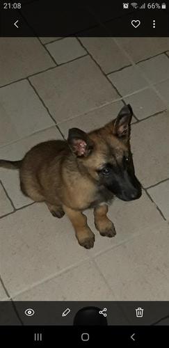 Malinojs