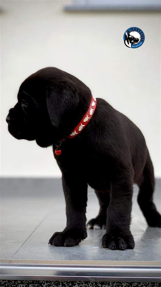 Cane-Corso