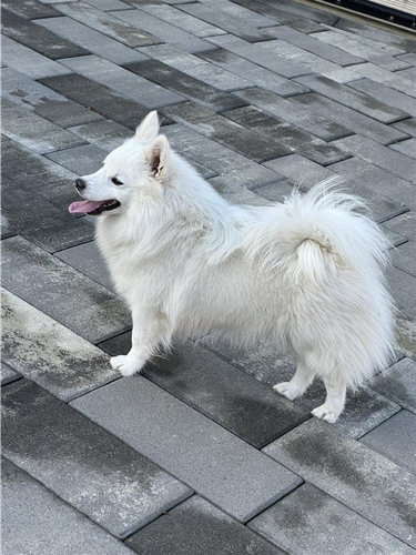 Minispitz