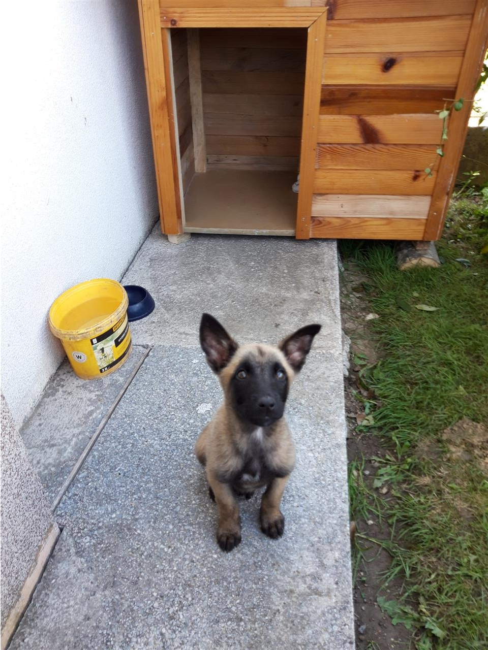 Blegian-malinois
