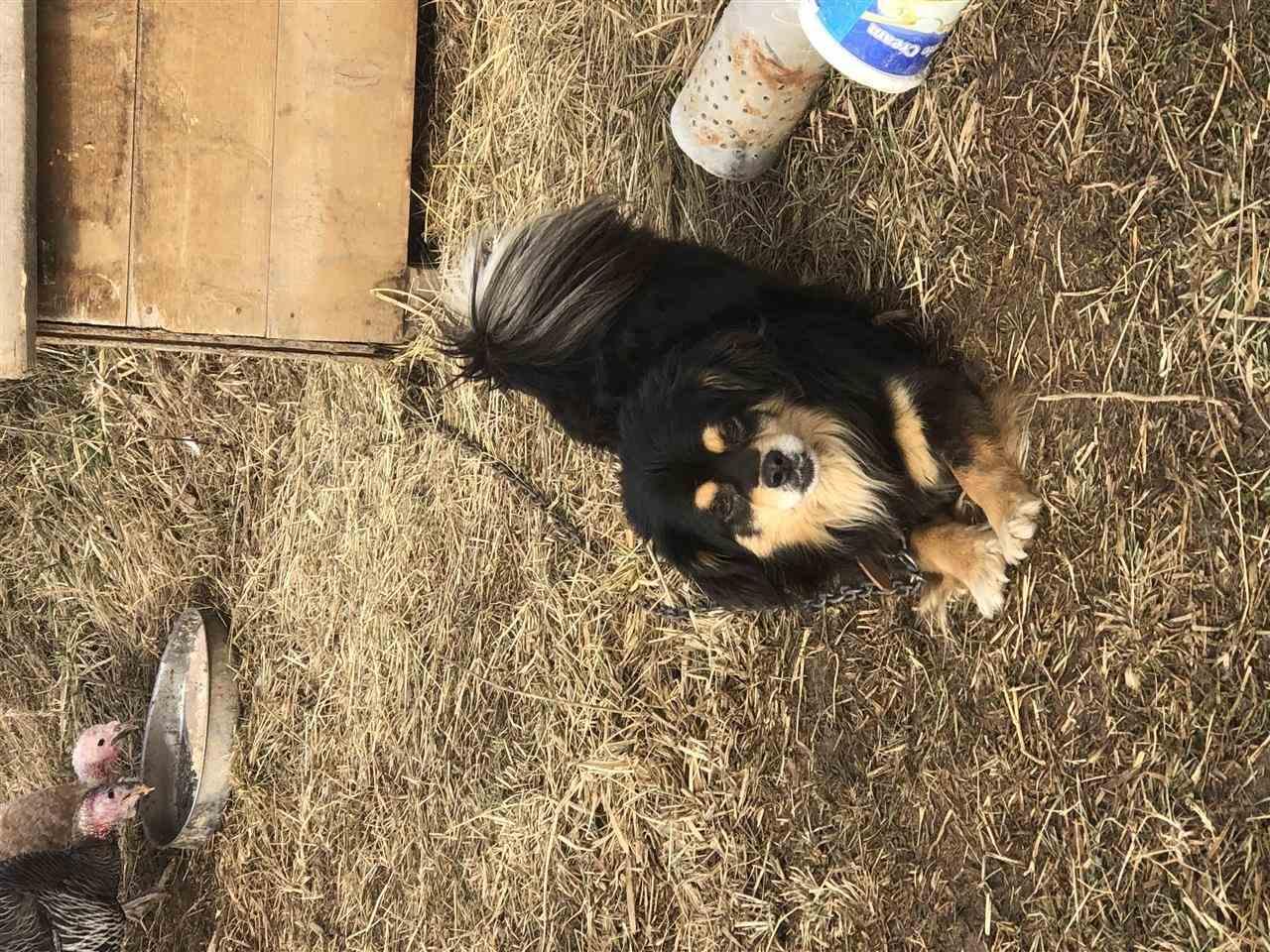 Bubi