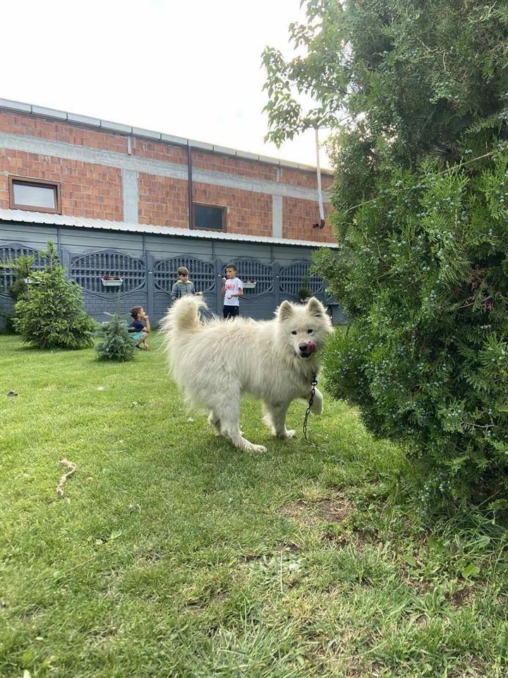 Samoyed