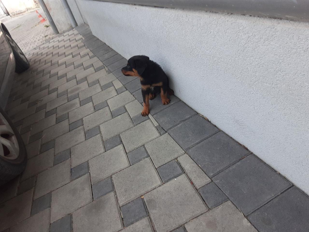 Rotwailer