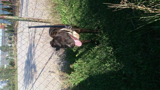 Pitbull