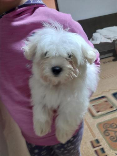 Mini maltezer