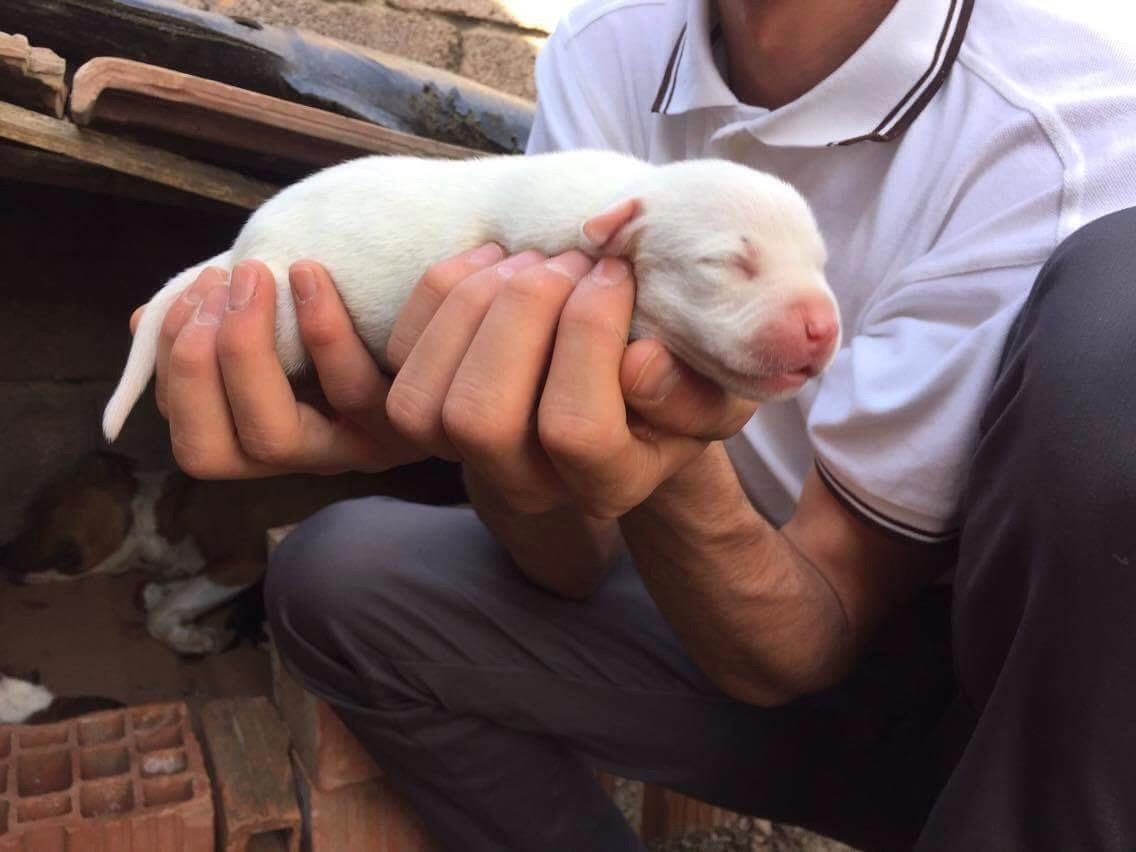Pitbull