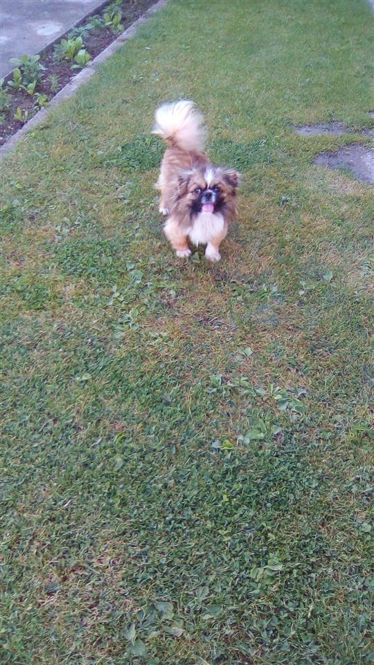 Shes-Pekinizer-