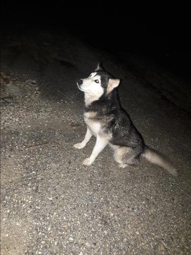 Haski