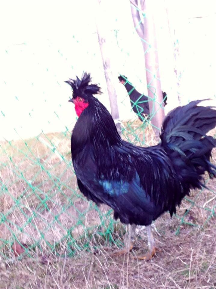 gjeli-