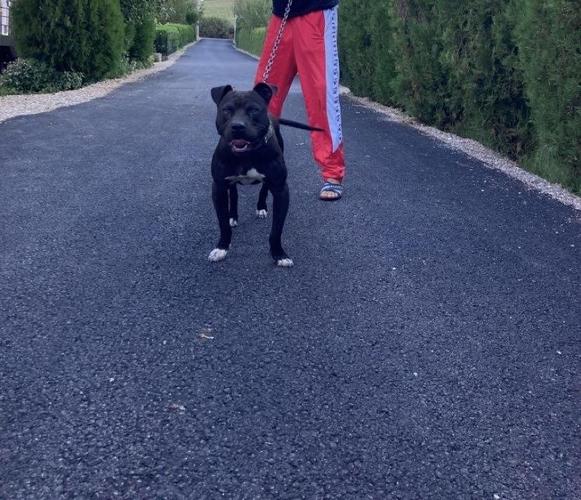Pit bul 