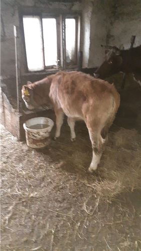 Shes meshtjerren