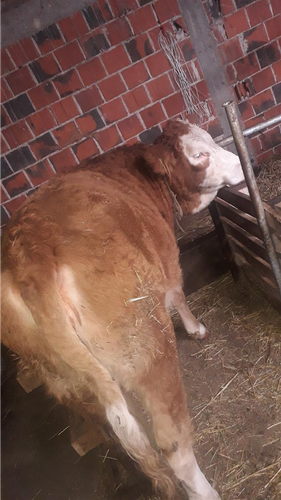 Shes mshtjerren 