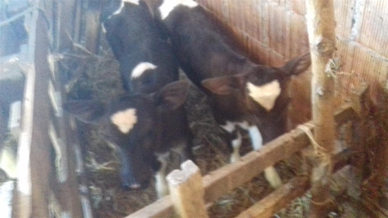 Shiten-vjetat-
