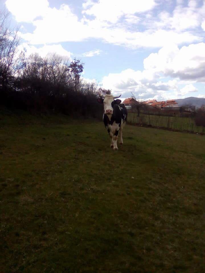 Shes-lopen