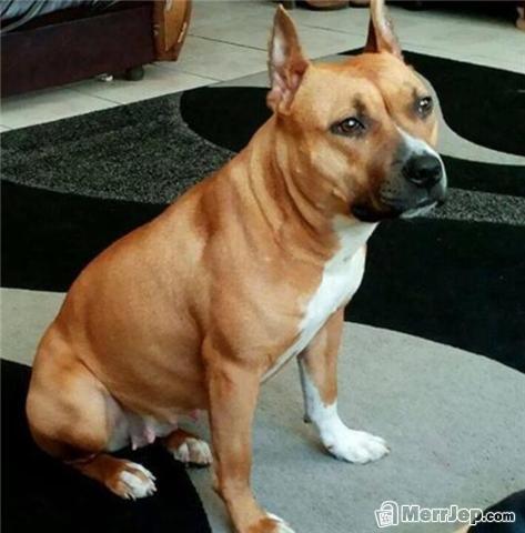 Pitbull