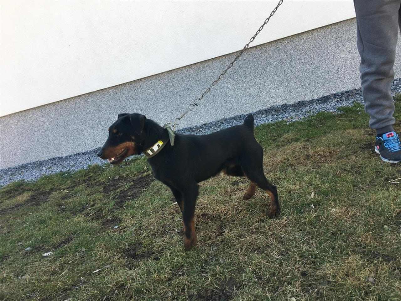 Terrier