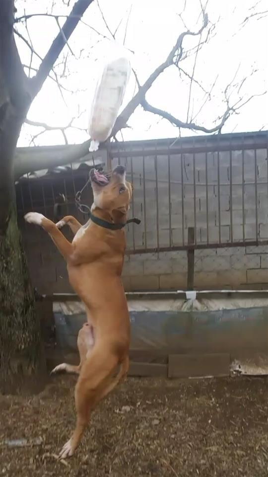 Pit-bull