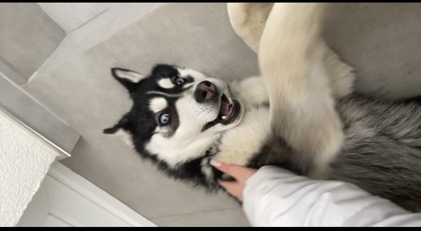 Haski-