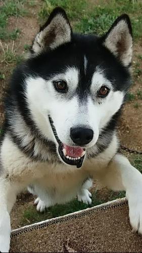Hasky