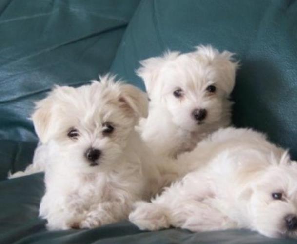 Mini Maltezer