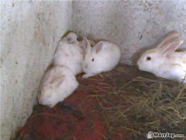 Lepuj-race-e-paster-