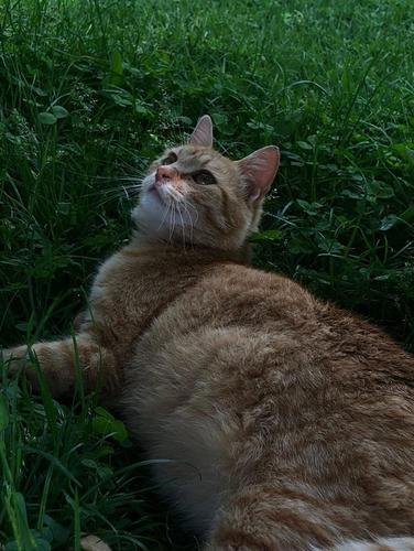 Macat per adoptim
