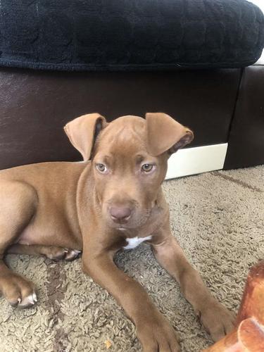 Pitbull 