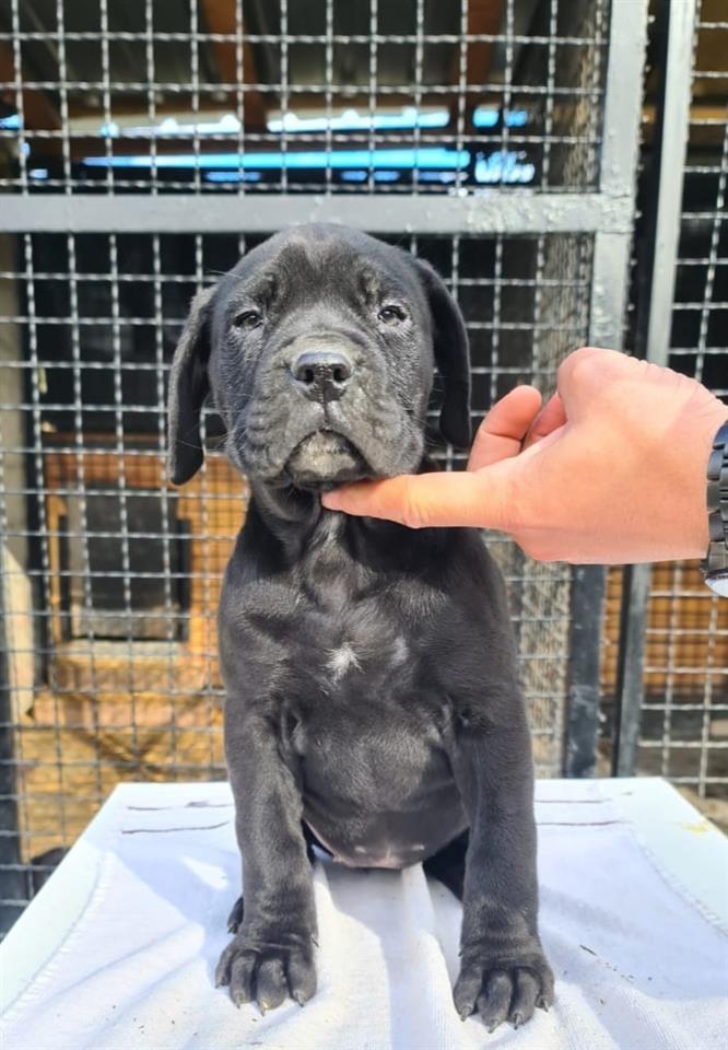 Cane-Corso