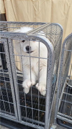 Samoyed