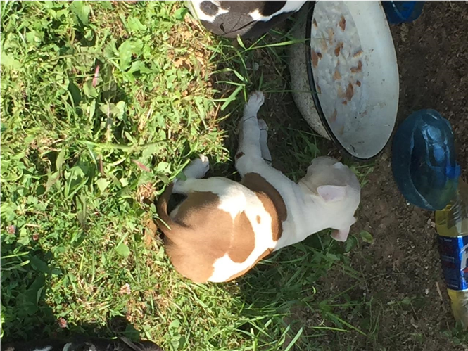 Pitbull