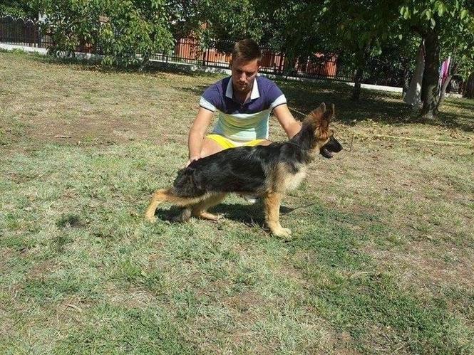 German shepherd