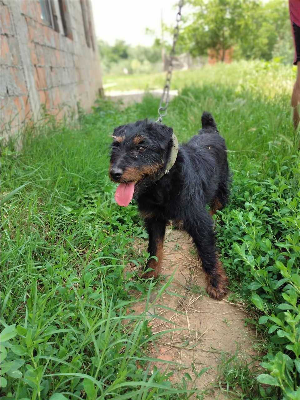 Terrier
