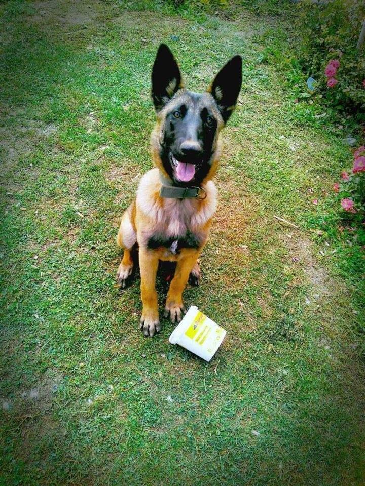 Malinois-Belgian