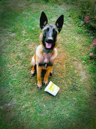 Malinois Belgian