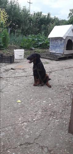 Terrier 