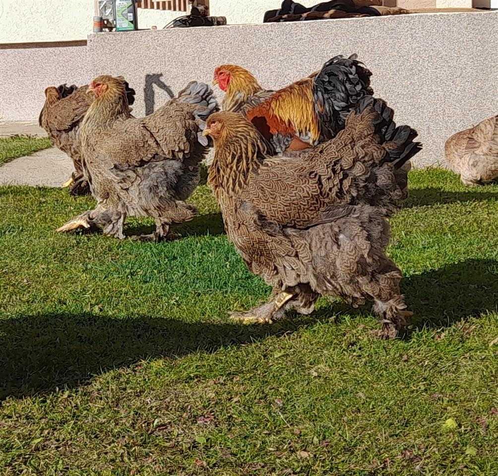 Brahma