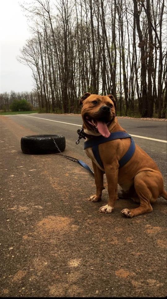 Pitbull