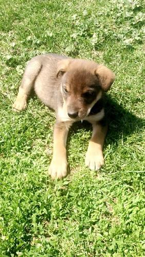 klysh terrier