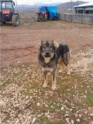 Qenë