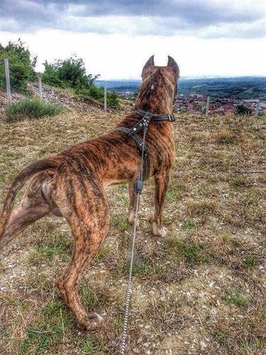 Pitbull