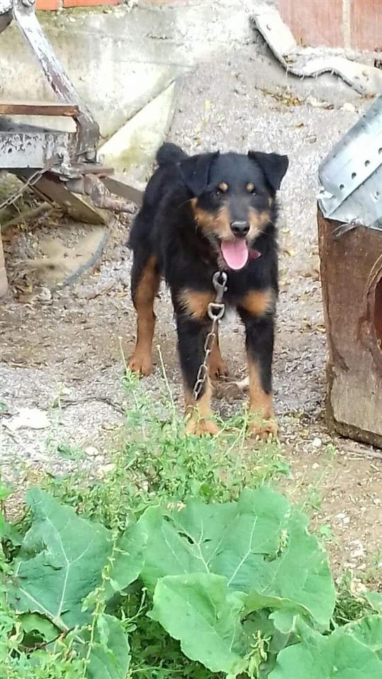 Terrier-mashkull