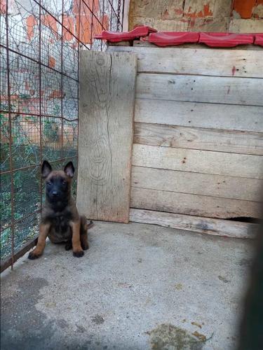 Malinois belg 