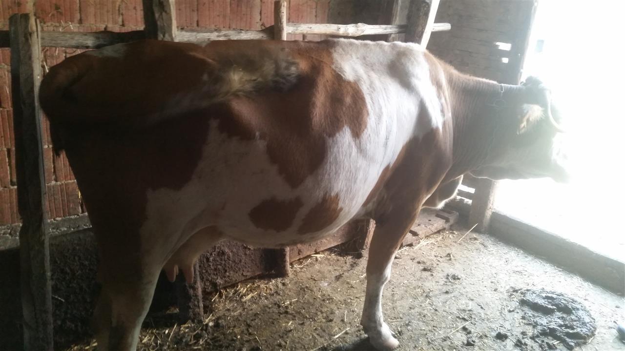 Lopa